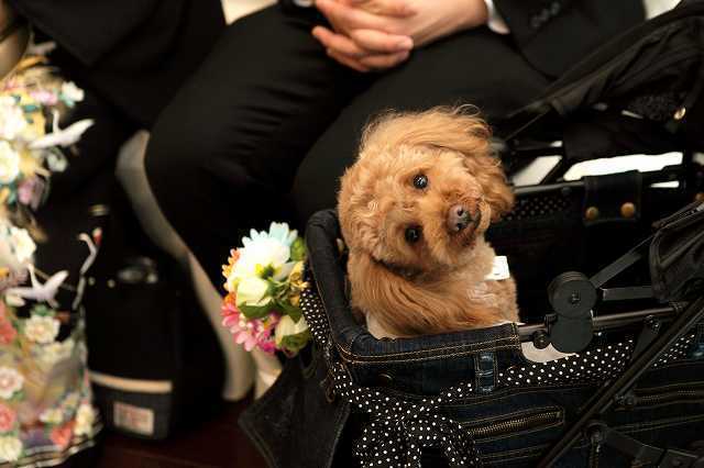 犬と一緒の結婚式 ウェディングドレス タキシード特集 かわいい犬服 ドッグウェア 節約 自分で作る結婚式 披露宴 二次会